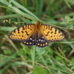 Pourquoi ce magnifique papillon disparaît-il ?