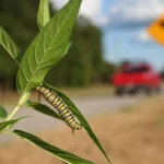 Qu'est-ce qui tue les monarques ?  Nos routes.