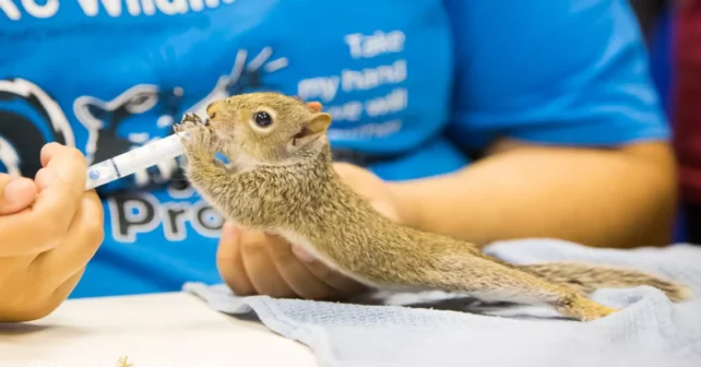 Un membre du personnel du TWRC nourrit un bébé écureuil sauvé lors de l'ouragan Harvey.