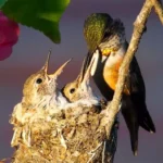 Rencontrez le chuchoteur de colibri