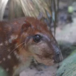 Sauver le Paca de l'Amazonie