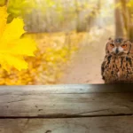 Six webcams sur la faune pour l'automne