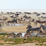 Un rapport majeur dresse un tableau sombre de la biodiversité