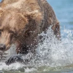 Une visite à l'un des meilleurs endroits pour observer des grizzlis à l'état sauvage