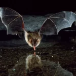 Voici une chauve-souris dans les airs