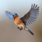 Découvrez comment l’environnement et le comportement influencent la forme des ailes d’oiseaux ! 🌍🦅