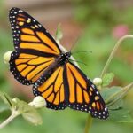 La restauration massive de l'asclépiade pourrait aider à sauver le papillon monarque