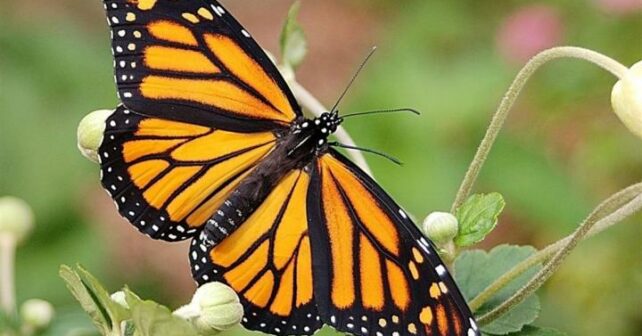 La restauration massive de l'asclépiade pourrait aider à sauver le papillon monarque