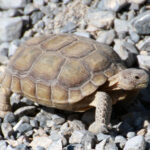 Les tortues du désert sont devenues captives