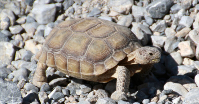 Les tortues du désert sont devenues captives