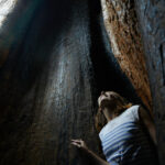 Voici ce qui est en danger si le monument national du séquoia géant est réduit