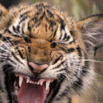 Décoder les souffles, rugissements et gémissements d'un tigre