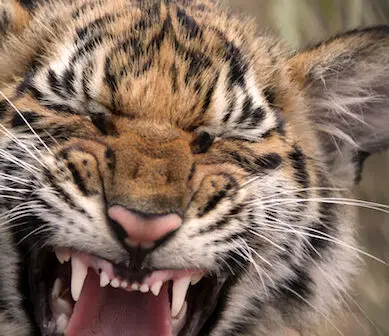 Décoder les souffles, rugissements et gémissements d'un tigre