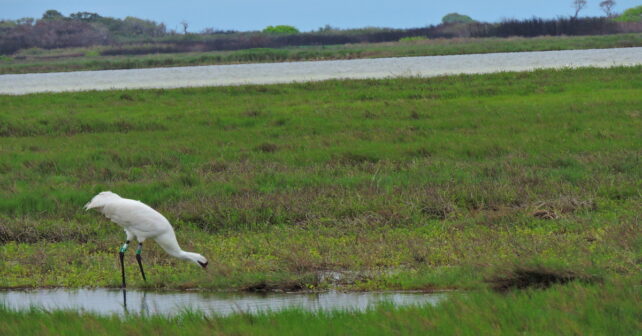 Réfléchir aux grues avec EarthWatch