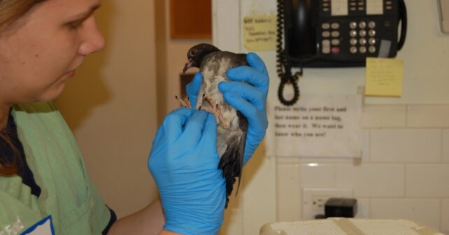 Bienvenue au Pigeon Hospital de New York