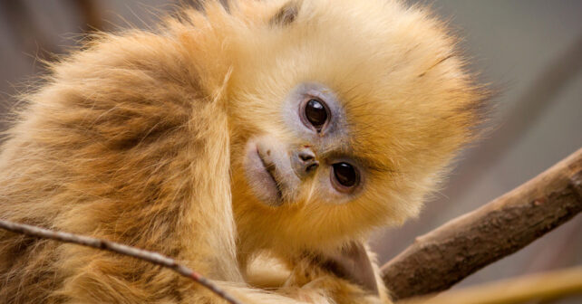 Singes, léopards et pandas, oh mon Dieu !