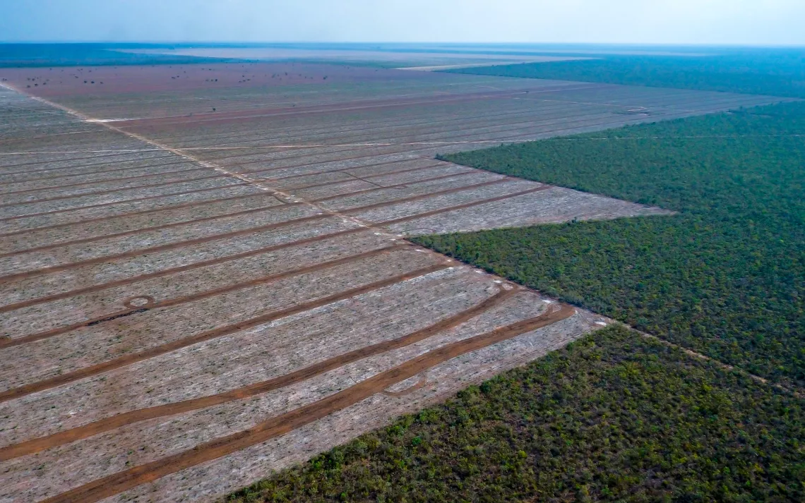 Déforestation dans le Cerrado