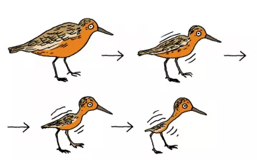illustration de quatre oiseaux de plus en plus petits