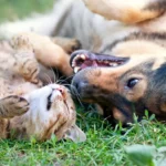 8 relations animales interspécifiques prouvent que l’amour est tout ce dont vous avez besoin