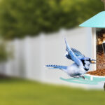 Birdfy Feeder : une fenêtre technologique ouverte sur le monde des oiseaux