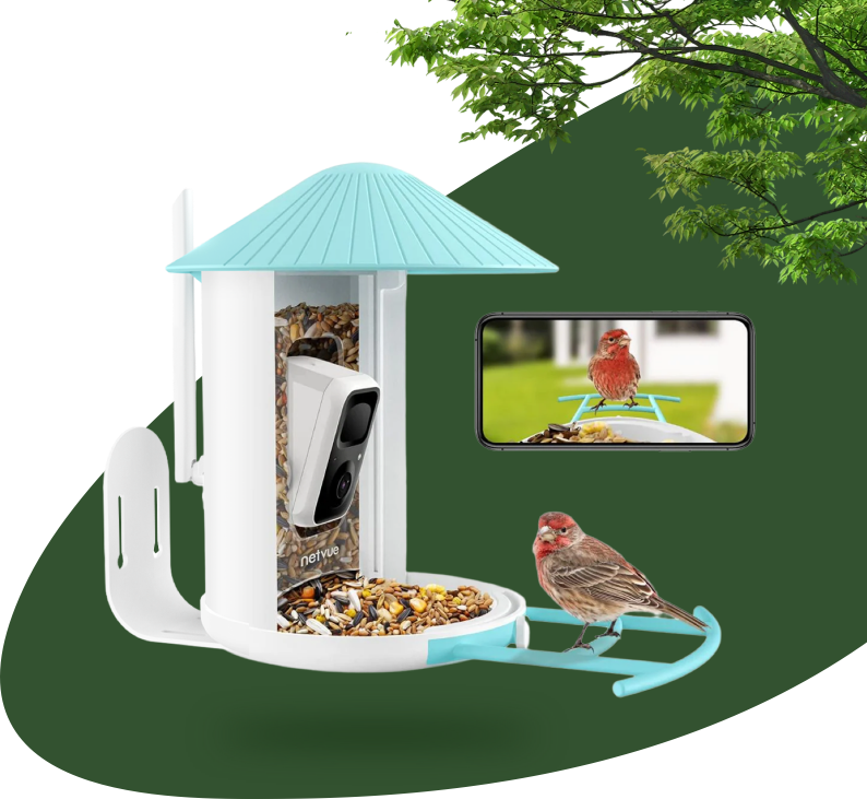 Birdfy Feeder