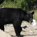 Bonne nouvelle, les ours