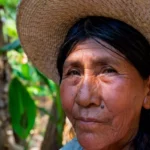 Burger King est lié à plus d'un million d'acres de déforestation