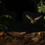 Comment les chauves-souris survivent dans un monde de plus en plus bruyant
