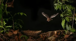 Chauve-souris à lèvres frangées