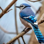 Comment participer au dénombrement des oiseaux de Noël d'Audubon