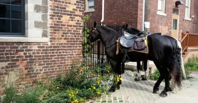 Allée avec un cheval