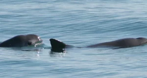 Vaquita