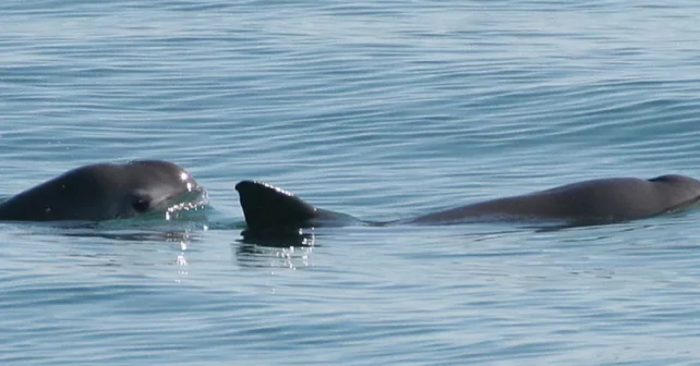 Vaquita