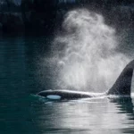La mort d'une orque met la science sous surveillance