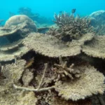 La plus grande disparition de coraux jamais survenue sur la Grande Barrière de Corail