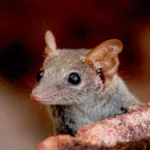 Le marsupial le plus féroce et le plus petit du monde