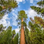 Le monument national du séquoia géant est-il le prochain sur la liste des personnes à succès ?