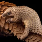 Le pangolin est l'animal le plus étrange sur Terre