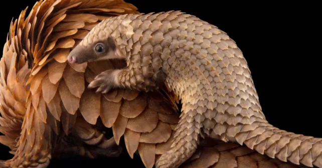 Un bébé pangolin à ventre blanc s'accroche au dos de sa mère.