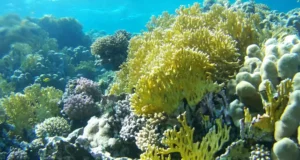 récif de corail