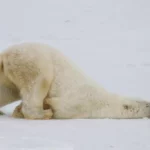 Les 4 meilleures webcams sur la faune de l'hiver
