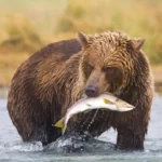 Les 5 meilleures caméras de diffusion en direct de la faune de l'été