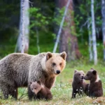 Les Grizzlies de Yellowstone retirés de la liste