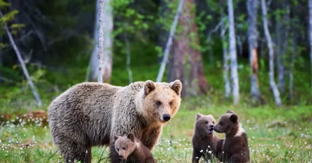famille grizzly