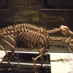 Les Thylacines parmi nous