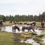 Les chevaux sont devenus sauvages