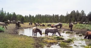 Chevaux sauvages