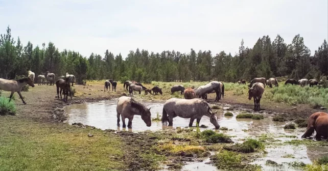 Chevaux sauvages