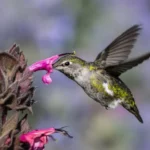 Les colibris marchent vers le nord, alimentés par l’eau sucrée