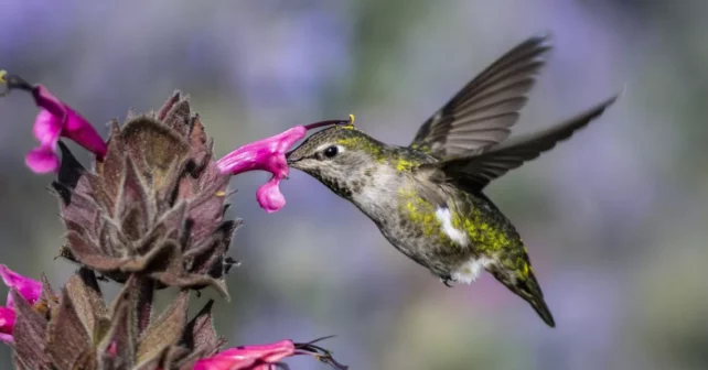 Photo par iStock |  Hakoar